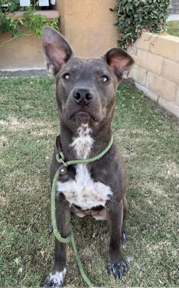 Enlarge Ripley, a Adoptable mixed breed in Canyon Country, CA image 6/6