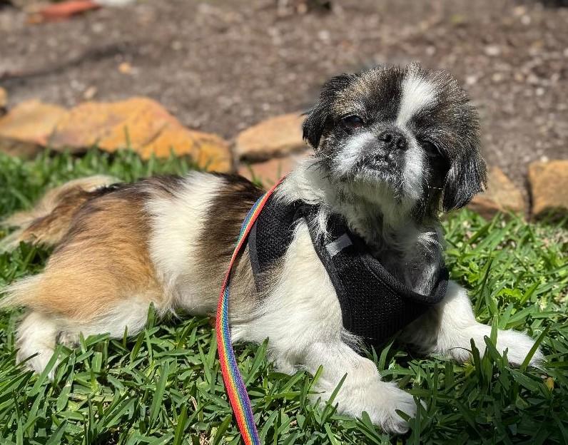 Enlarge Isabel, a Adopted Pekingese in Little Rock, AR image 4/4