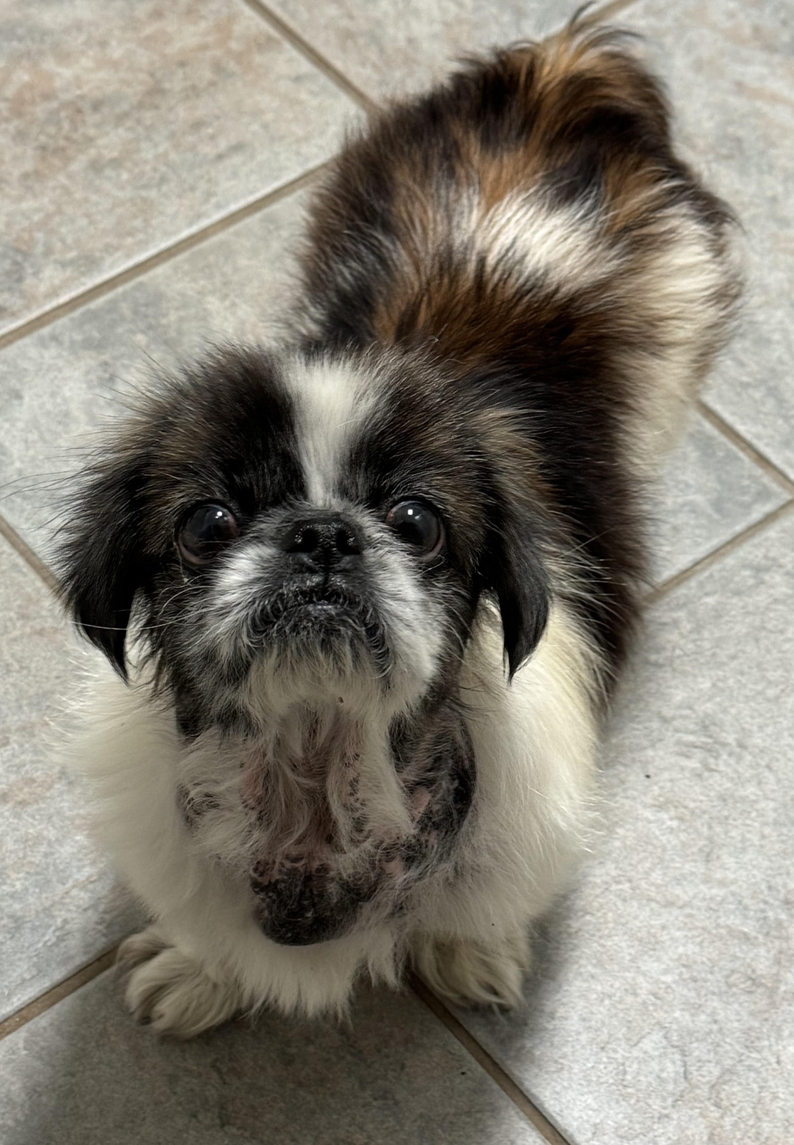 Enlarge Isabel, a Adopted Pekingese in Little Rock, AR image 3/4