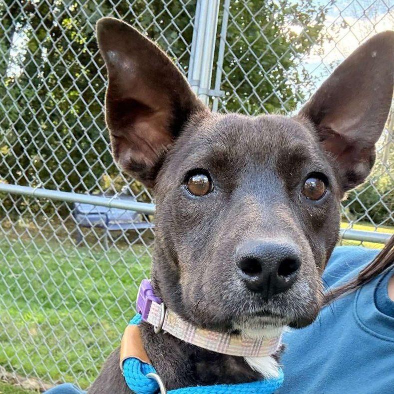 Dingo, Adoptable, Young Male Mixed Breed.