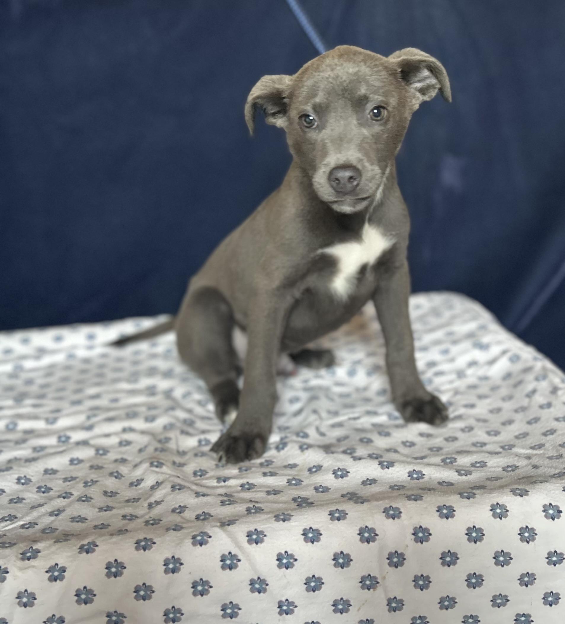 Ace, ADOPTABLE, Puppy Male Pit Bull Terrier.