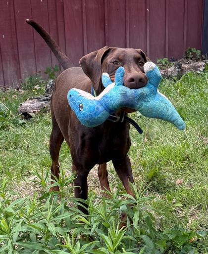 Cash, Adoptable, Adult Male Doberman Pinscher & Mixed Breed.