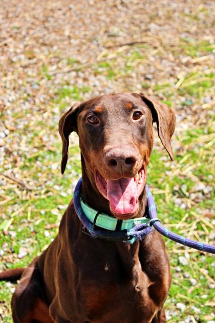 Cash, a Adoptable mixed breed in Morton Grove, IL image 2/3