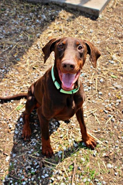 Cash, a Adoptable mixed breed in Morton Grove, IL image 3/3