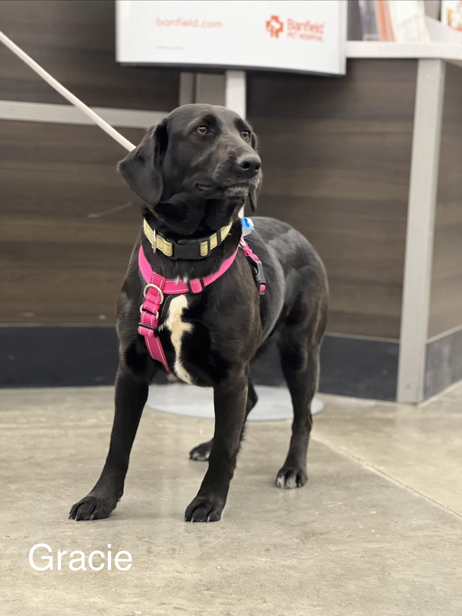 Gracie — thumbnail 2