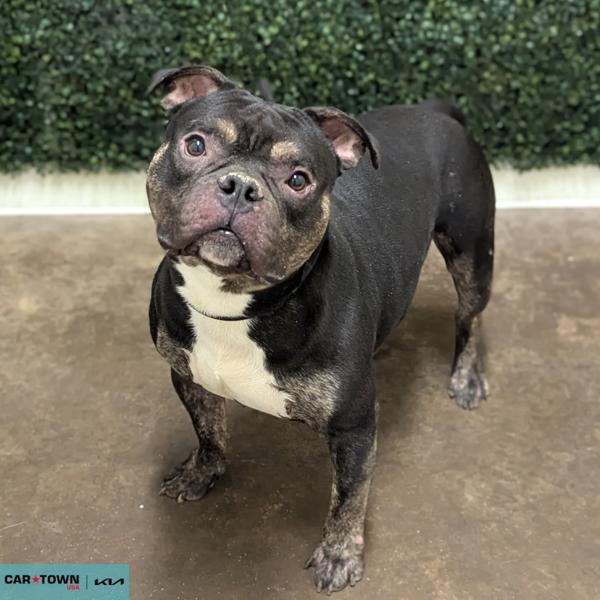 Enlarge Sparks, a Adoptable mixed breed in Lexington, KY image 1/1