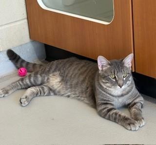 Enlarge Crispin, a ADOPTABLE Domestic Short Hair in Mason City, IA image 1/2
