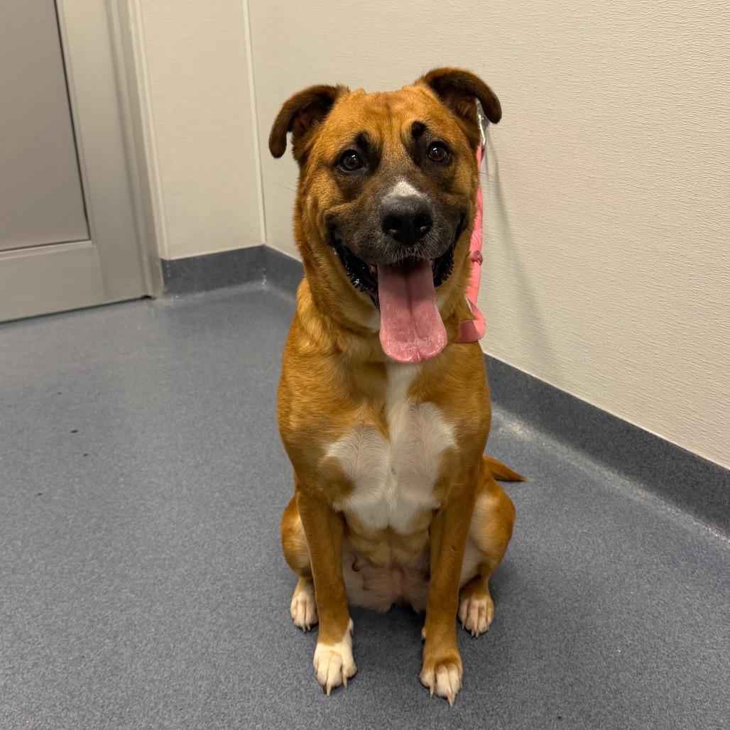 Pumpkin, Adoptable, Adult Female Mixed Breed.