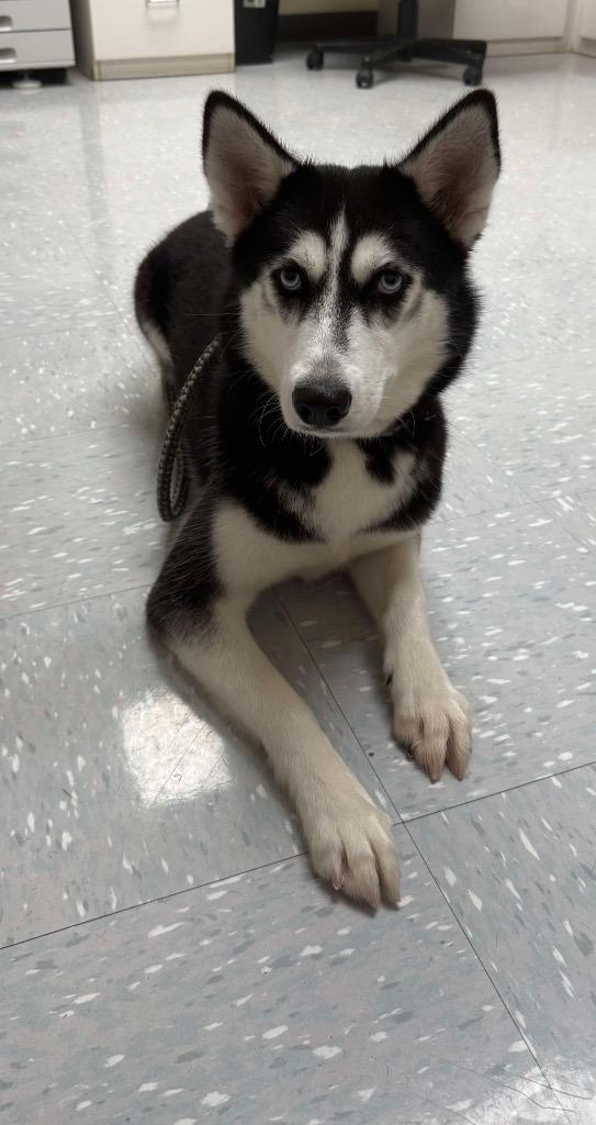 Vennesa, ADOPTABLE, Young Female Husky.
