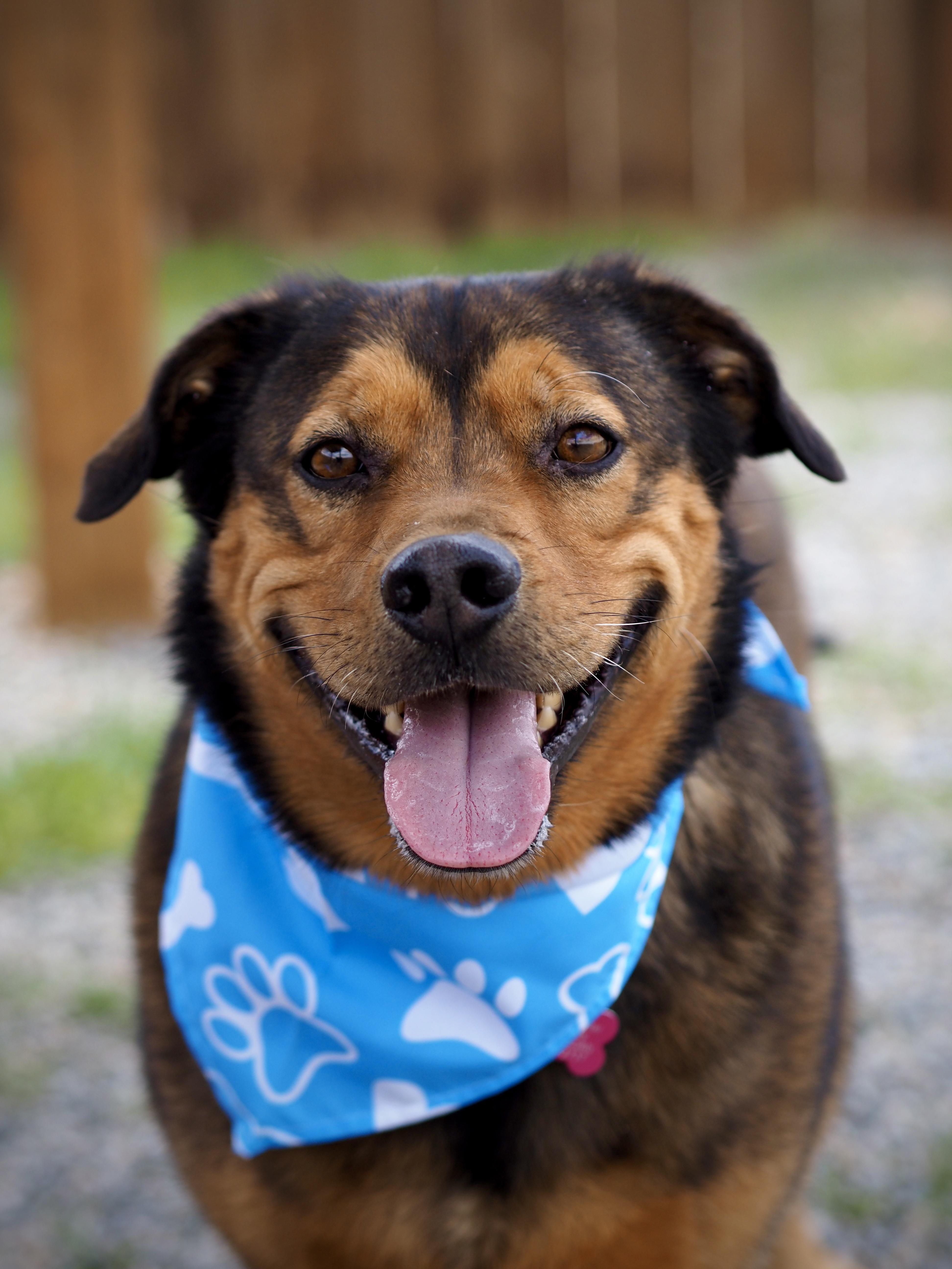 Enlarge Bear, an adoptable mixed breed in Buena Vista, CO image 3/3