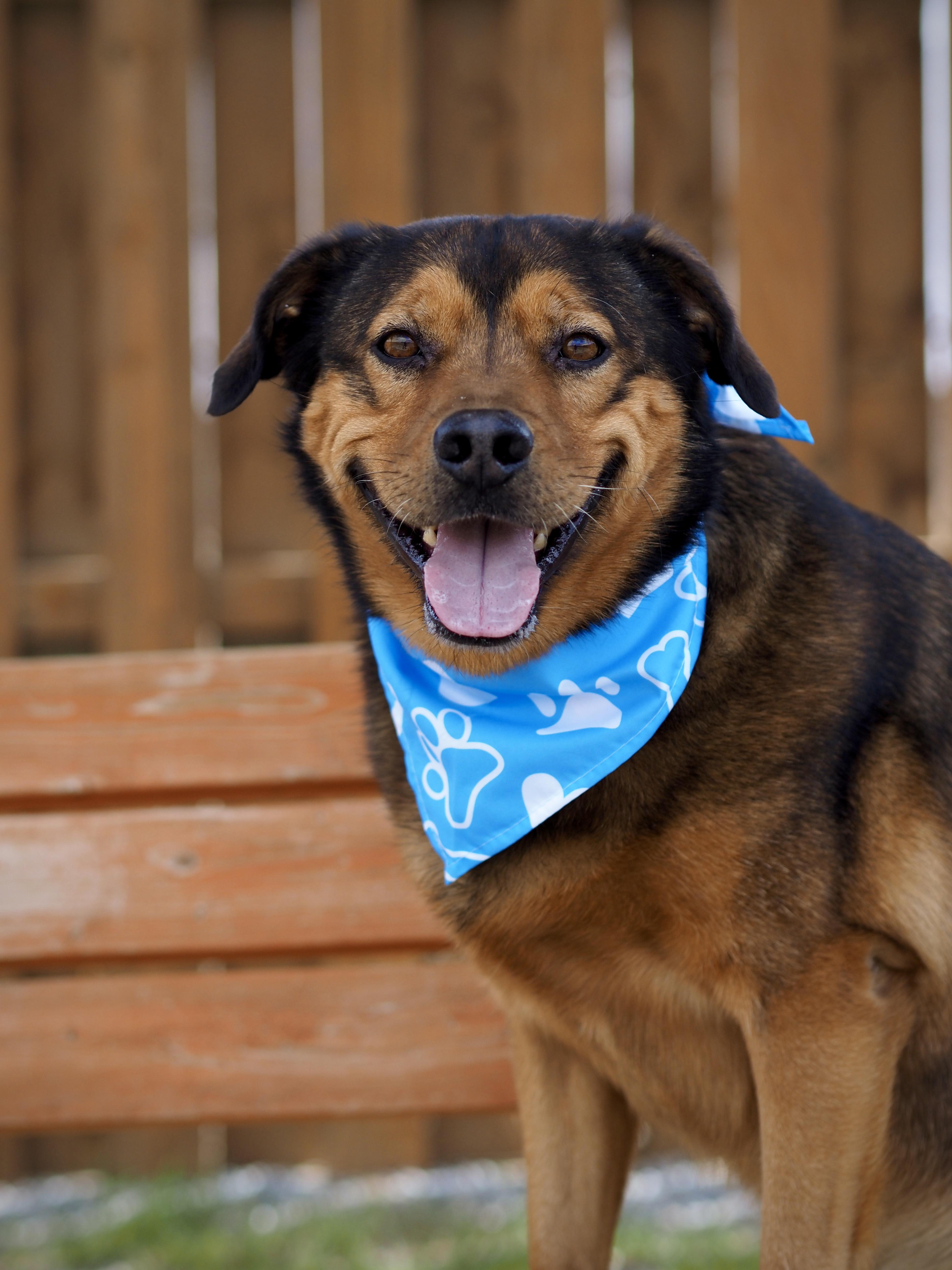 Enlarge Bear, an adoptable mixed breed in Buena Vista, CO image 1/3