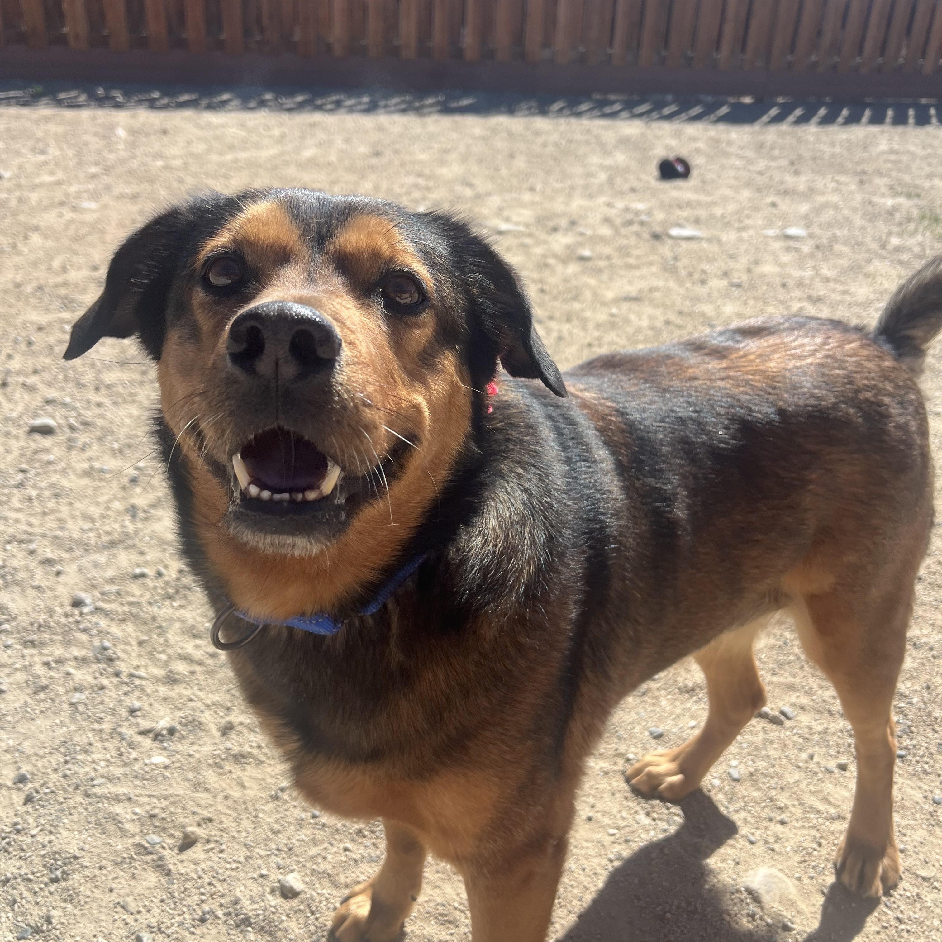 Bear, adoptable, Adult Male Shepherd.