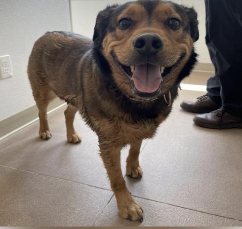 Enlarge Bear, an adoptable mixed breed in Buena Vista, CO image 2/3
