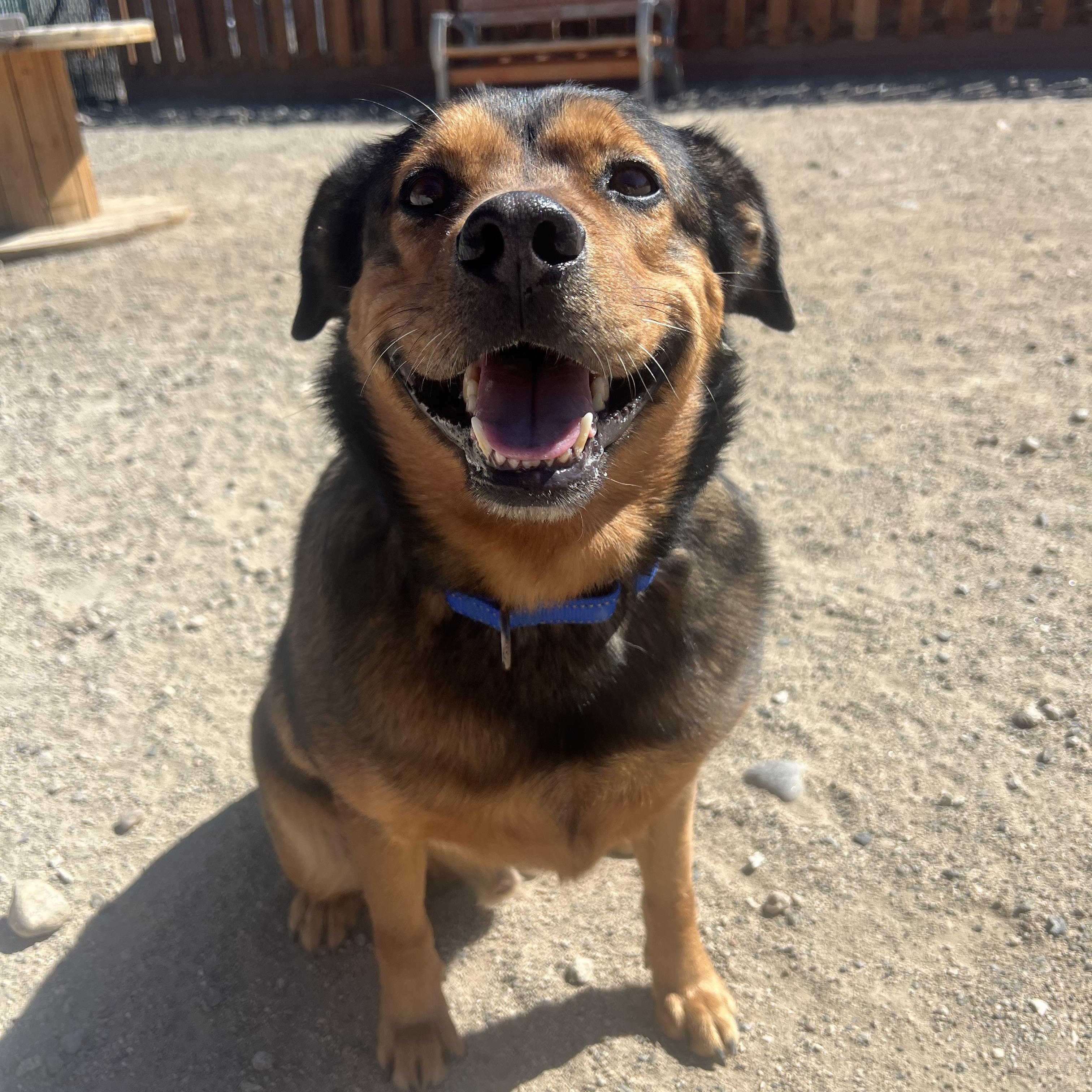 Enlarge Bear, an adoptable mixed breed in Buena Vista, CO image 3/3