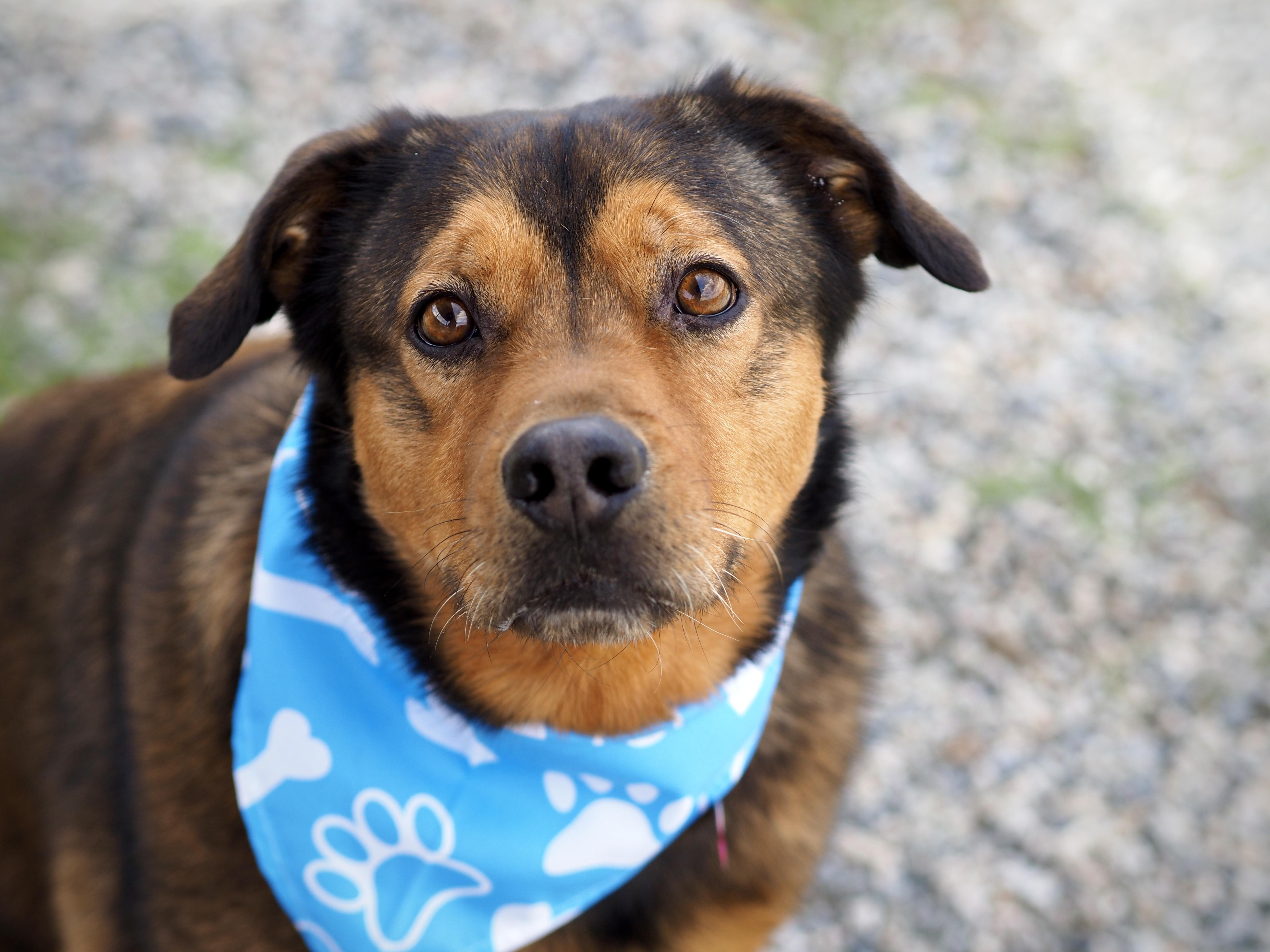 Enlarge Bear, an adoptable mixed breed in Buena Vista, CO image 2/3
