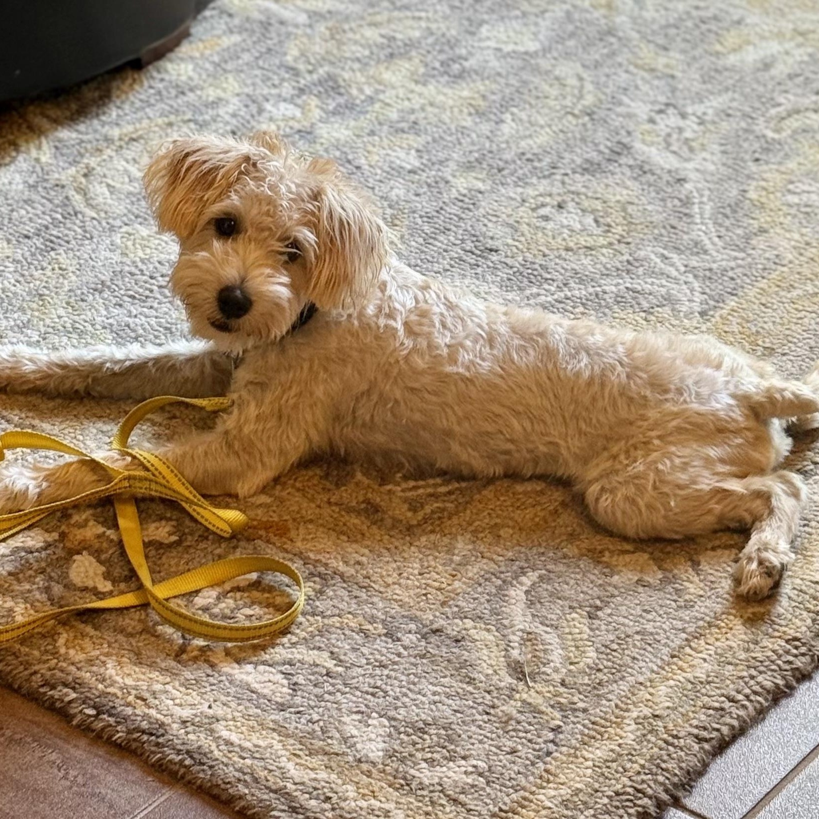 Mr. Bo Jack, an adoptable Schnoodle in Thompson's Station, TN, 37179 | Photo Image 2