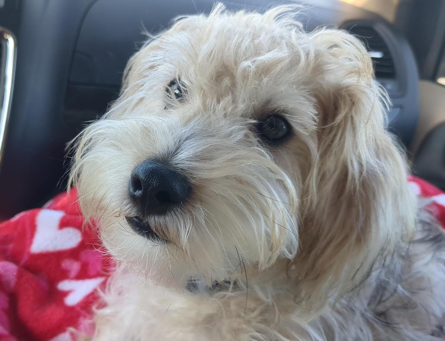 Mr. Bo Jack, an adoptable Schnoodle in Thompson's Station, TN, 37179 | Photo Image 1