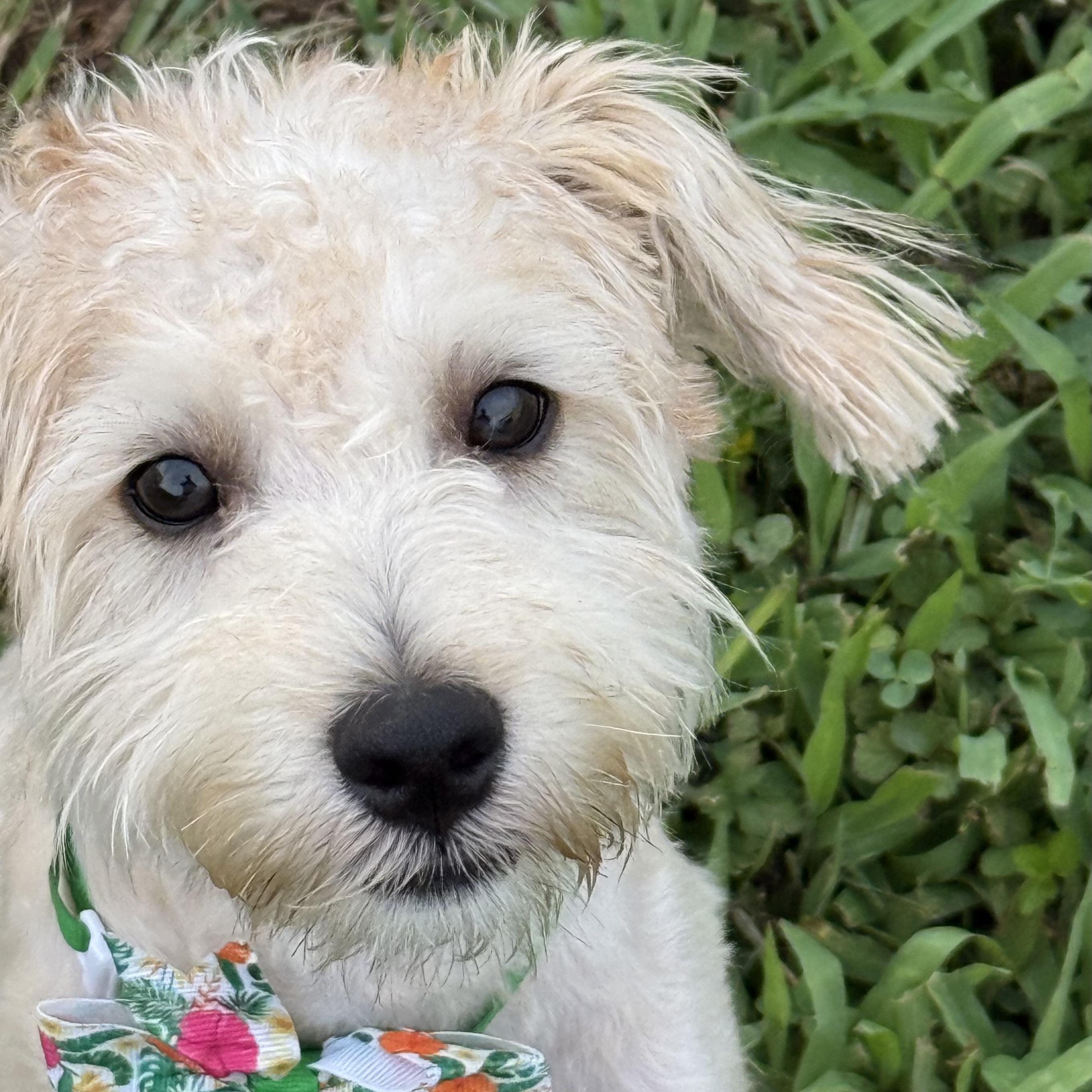 Mr. Bo Jack, an adoptable Schnoodle in Thompson's Station, TN, 37179 | Photo Image 3