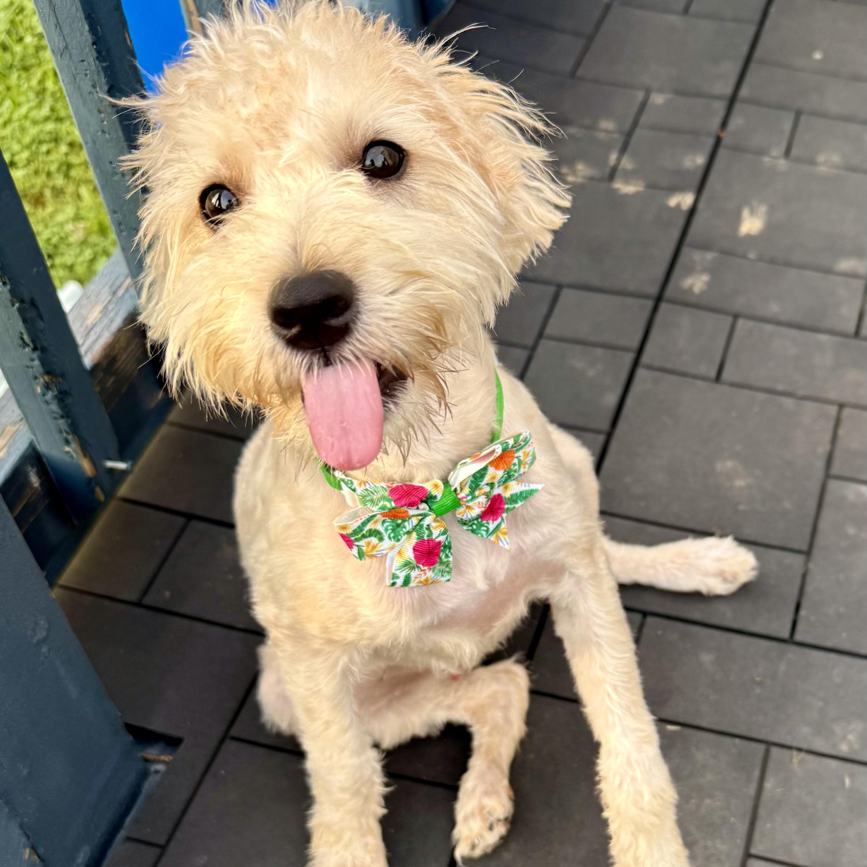 Mr. Bo Jack, an adoptable Schnoodle in Thompson's Station, TN, 37179 | Photo Image 4