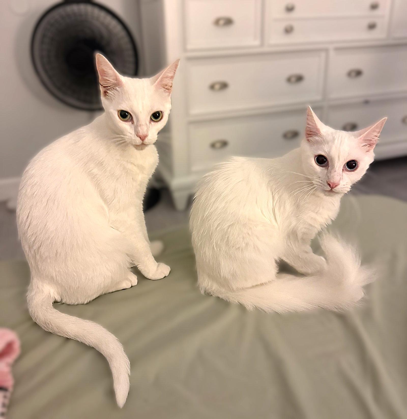 Snow and Neve, a Adopted Domestic Long Hair in Fort Myers, FL image 2/3