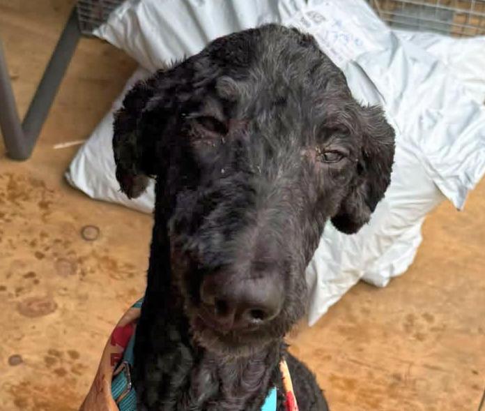 Shadow, Adopted, Adult Male Poodle.