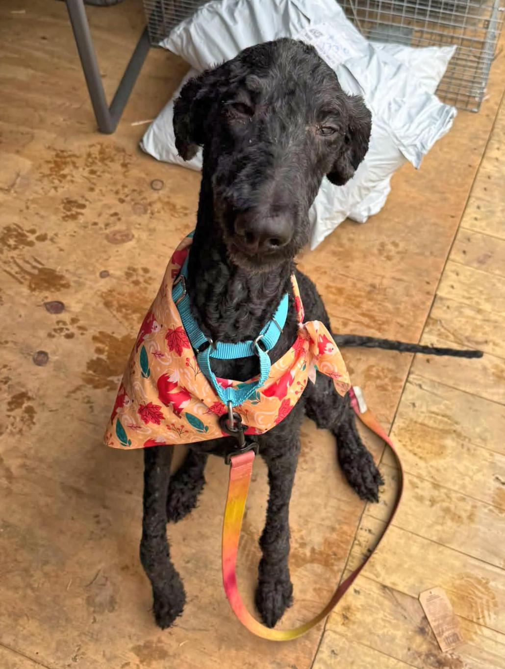 Enlarge Shadow, a Adopted Poodle in Euclid, OH image 2/2