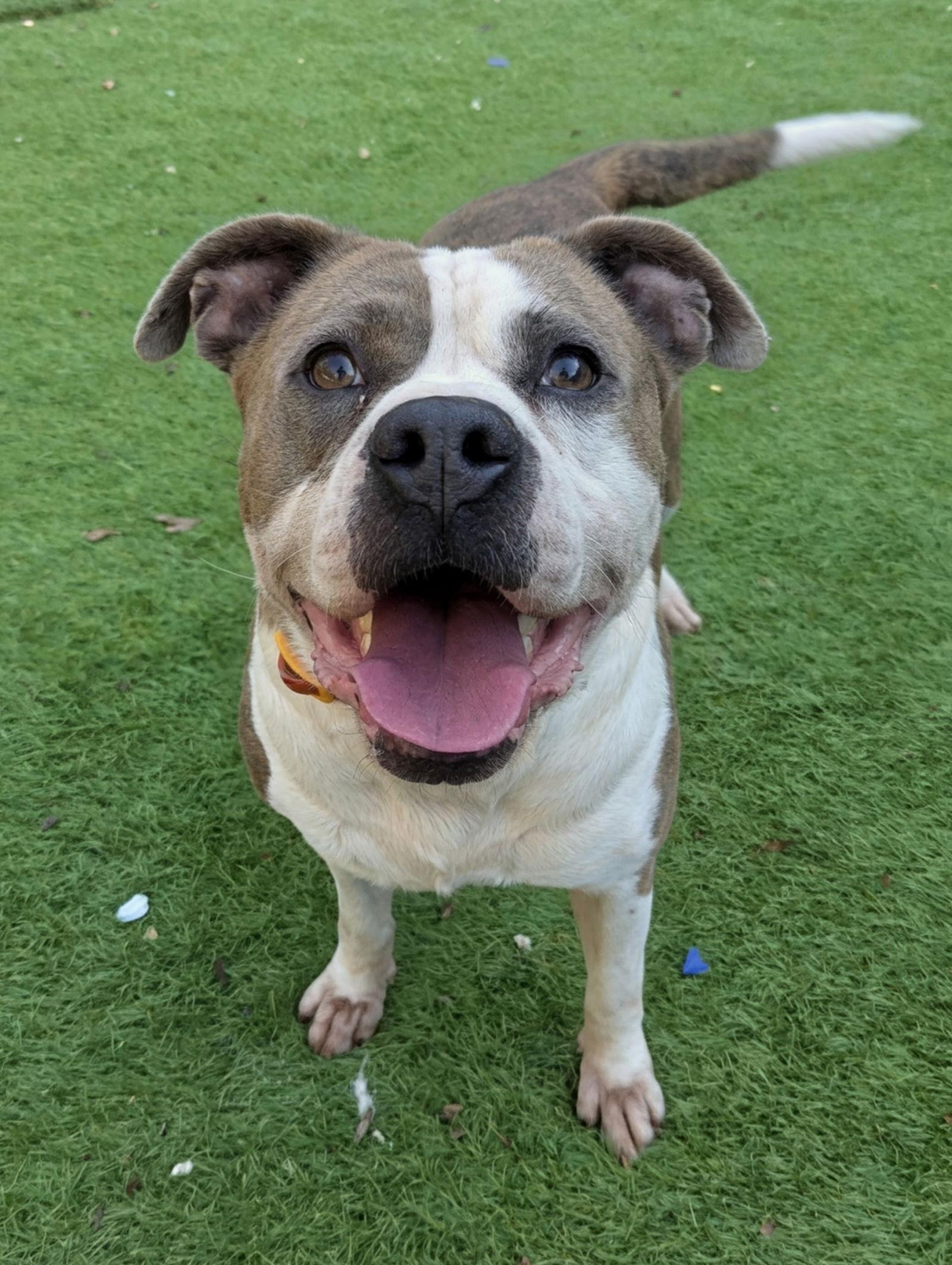 Osbourne, a Adoptable American Staffordshire Terrier in Calhoun, GA image 1/3