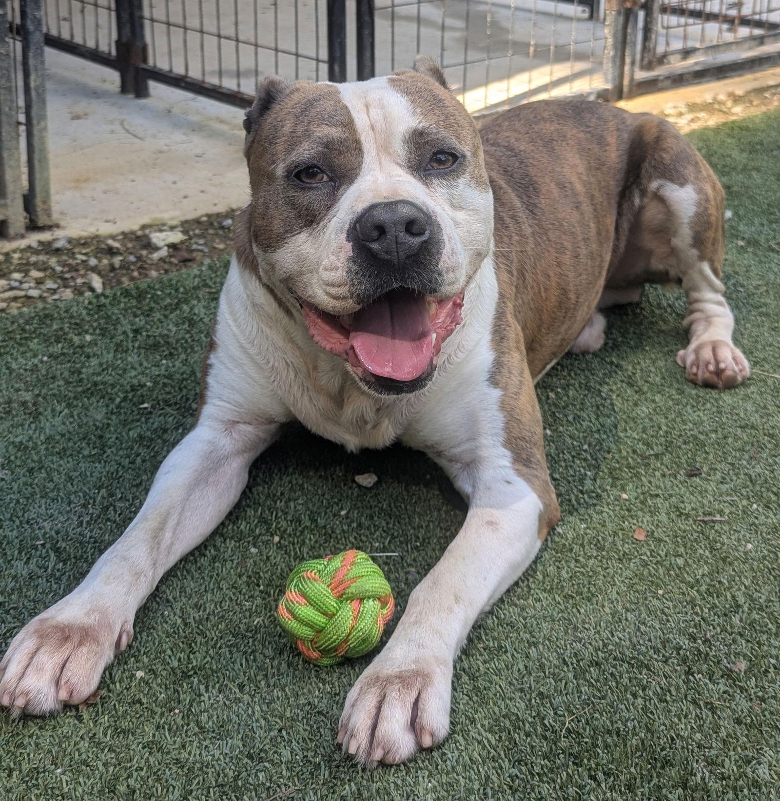 Osbourne, a Adoptable American Staffordshire Terrier in Calhoun, GA image 2/3