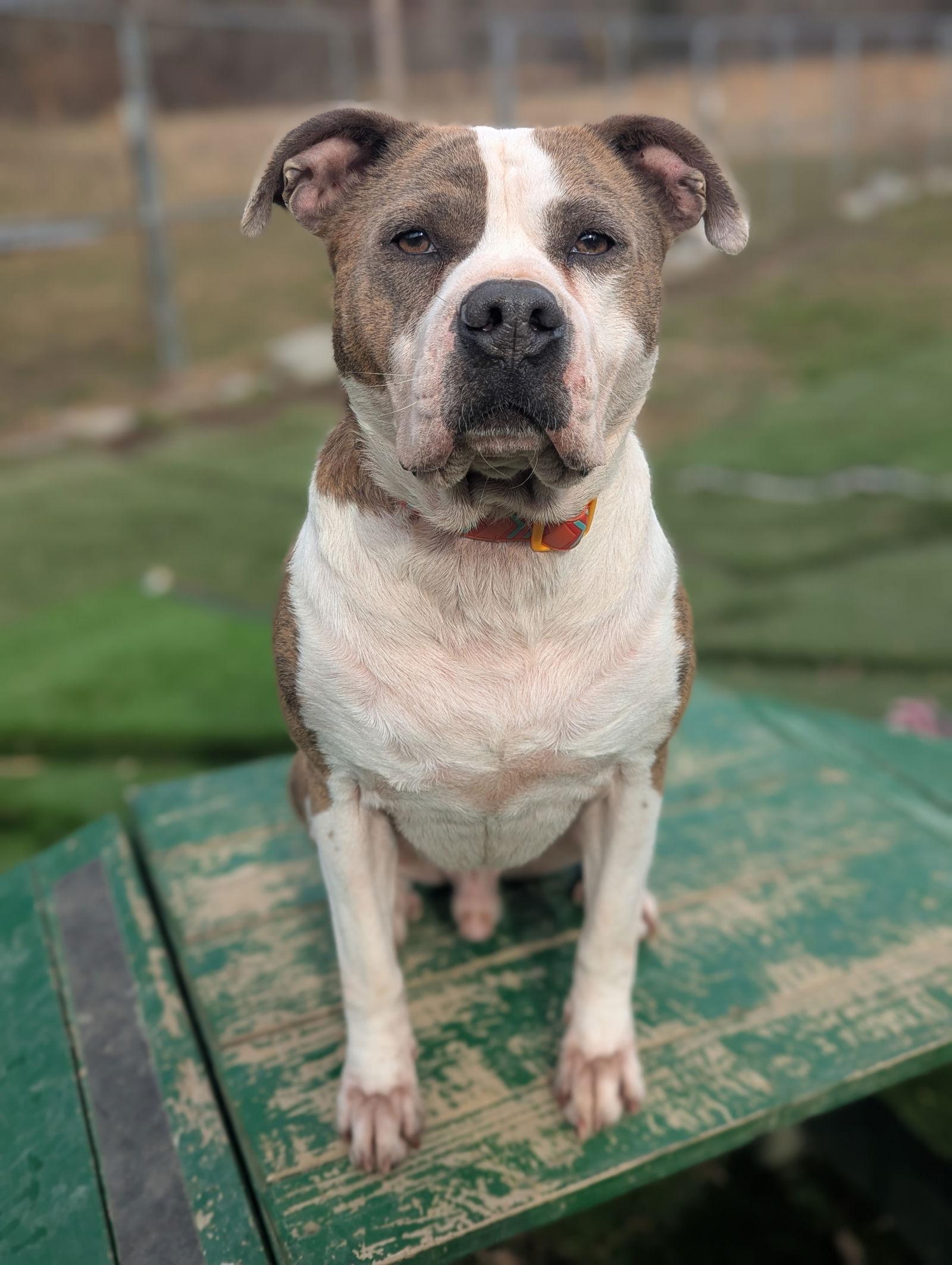 Enlarge Osbourne, a Adoptable American Staffordshire Terrier in Calhoun, GA image 2/3