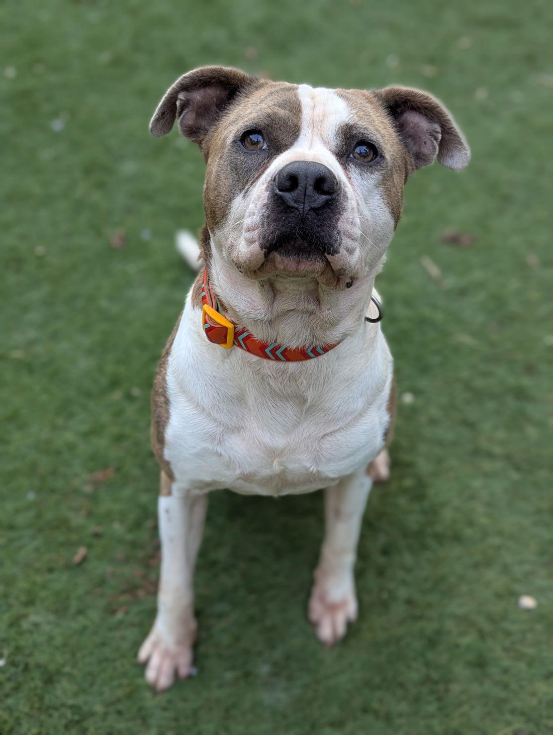 Osbourne, a Adoptable American Staffordshire Terrier in Calhoun, GA image 3/3