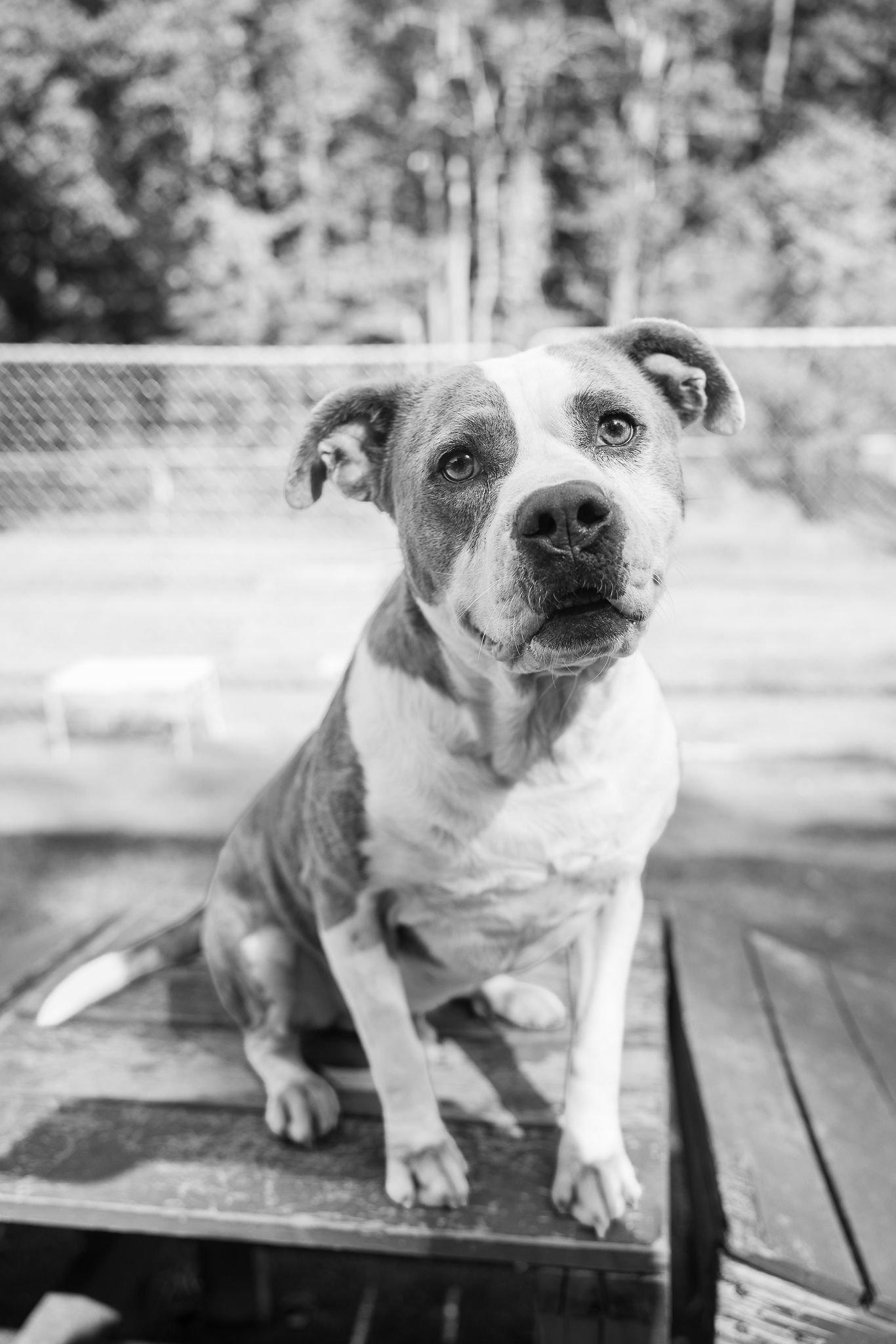 Enlarge Osbourne, a Adoptable American Staffordshire Terrier in Calhoun, GA image 3/3