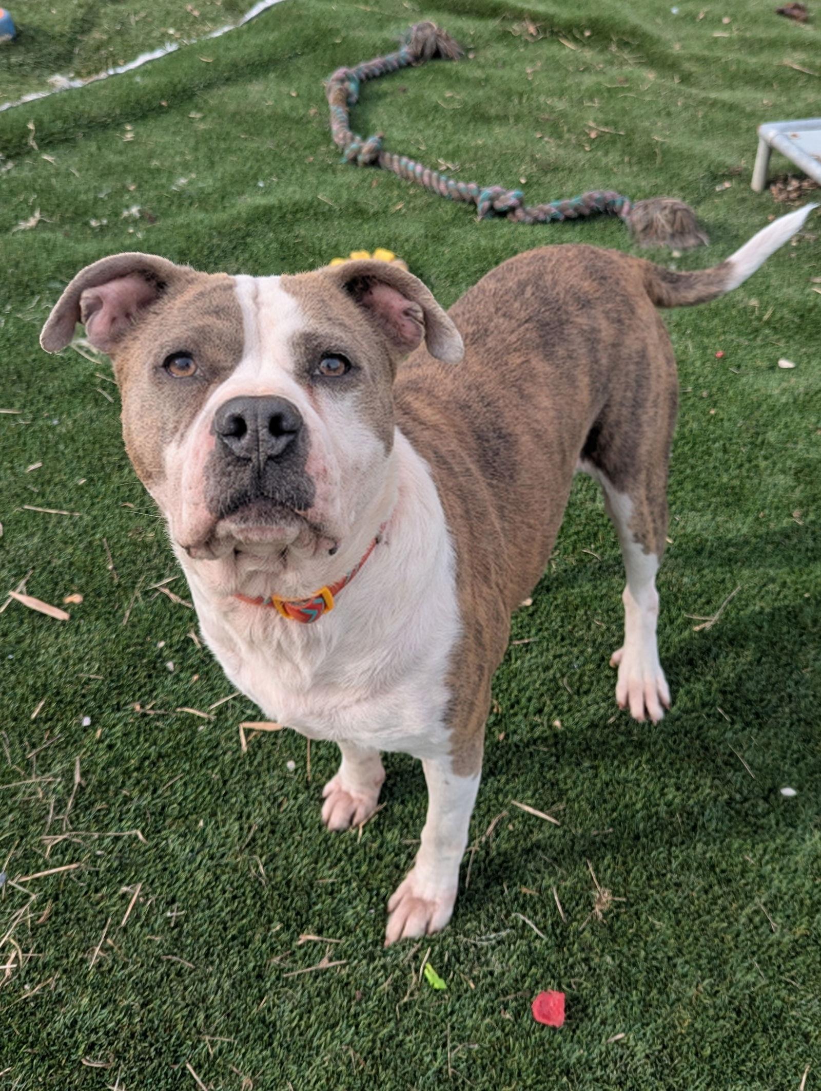 Osbourne, a Adoptable American Staffordshire Terrier in Calhoun, GA image 3/3