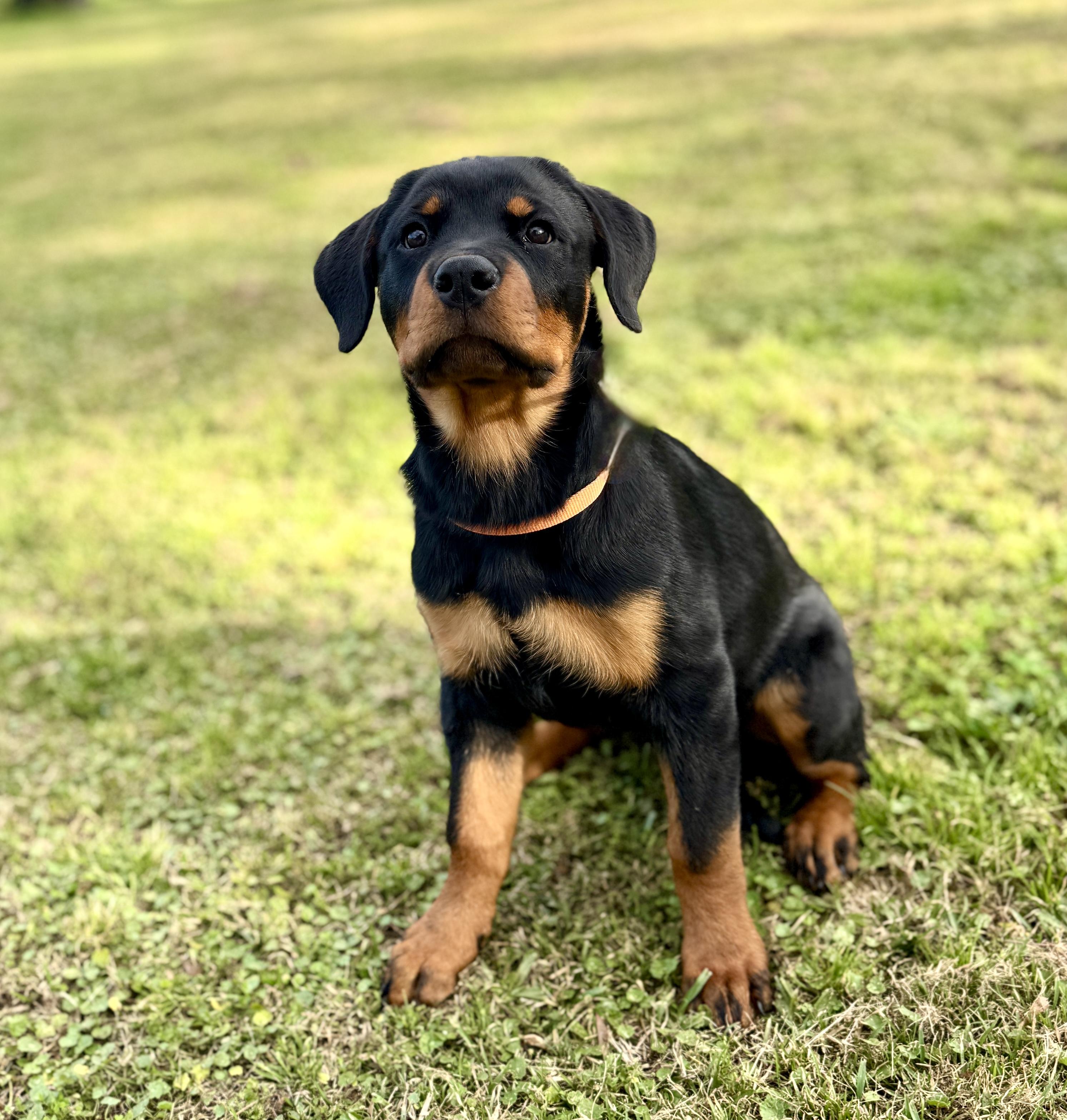Enlarge Zorah, an adopted Rottweiler in Enfield, CT image 2/3