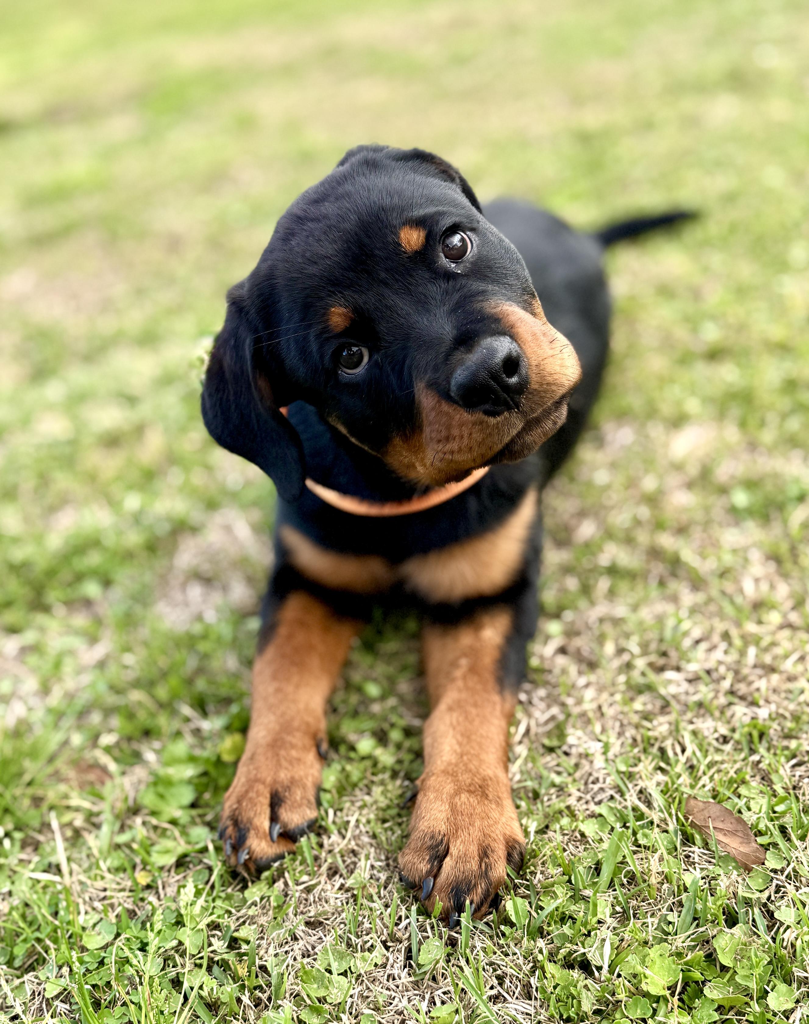 Zorah, adopted, Puppy Female Rottweiler.