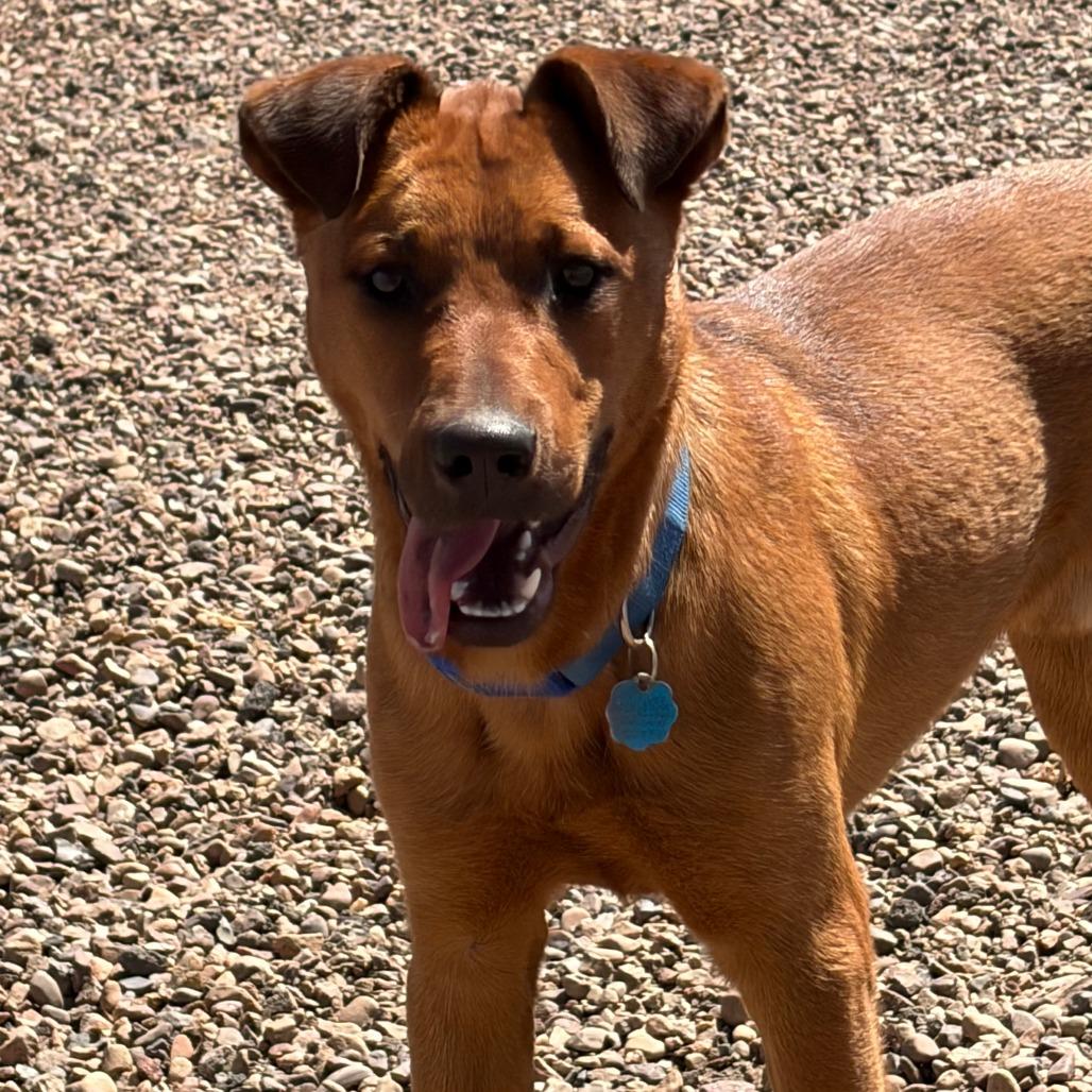 Enlarge Daxo, a Adoptable Mixed Breed in Show Low, AZ image 1/2