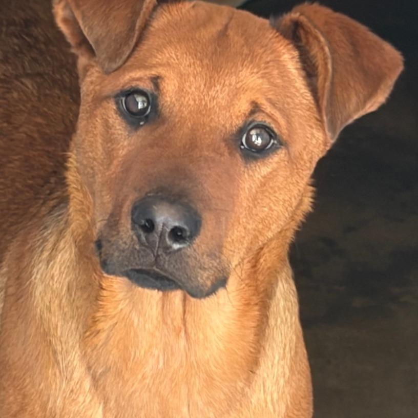 Enlarge Daxo, a Adoptable Mixed Breed in Show Low, AZ image 1/2