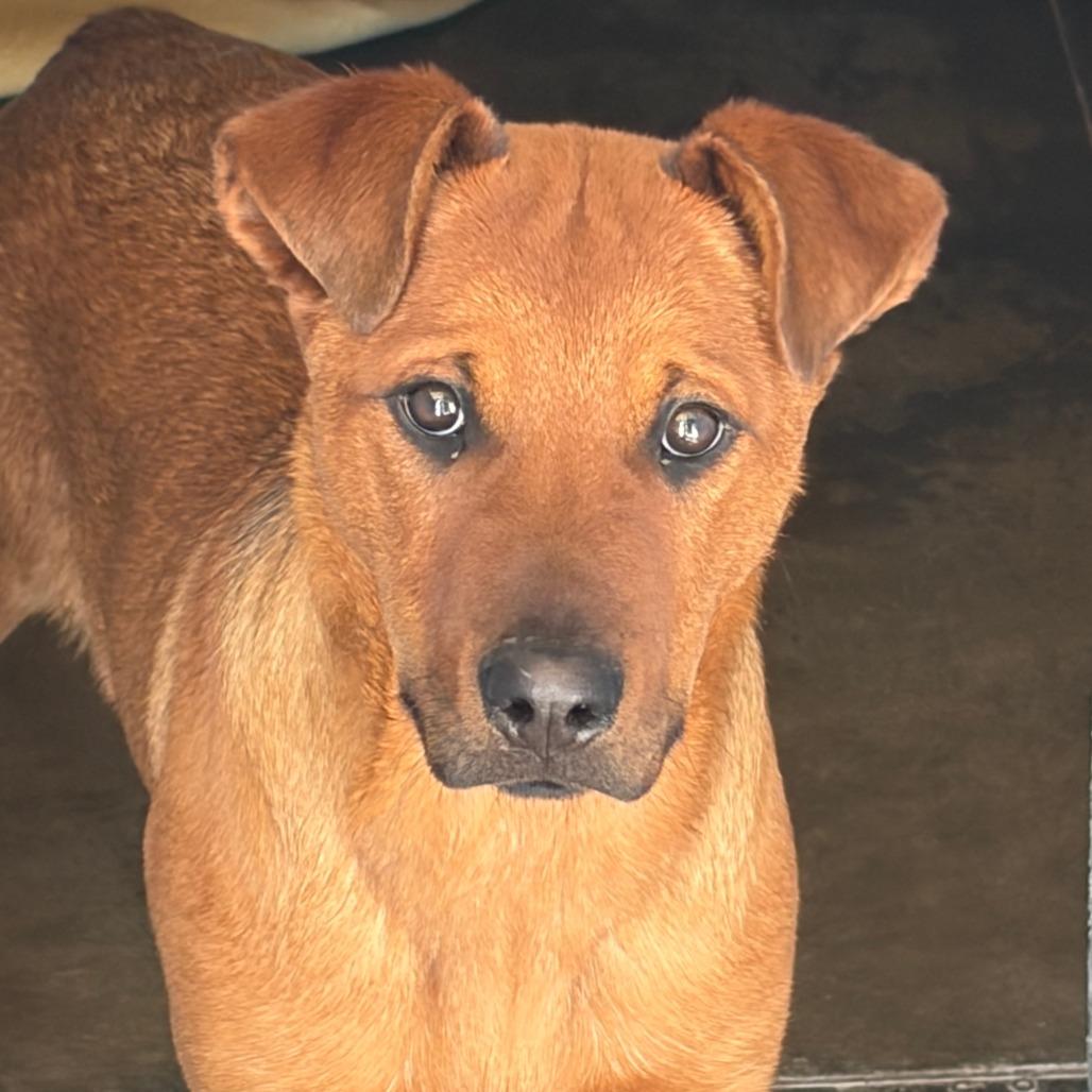 Enlarge Daxo, a Adoptable Mixed Breed in Show Low, AZ image 2/2