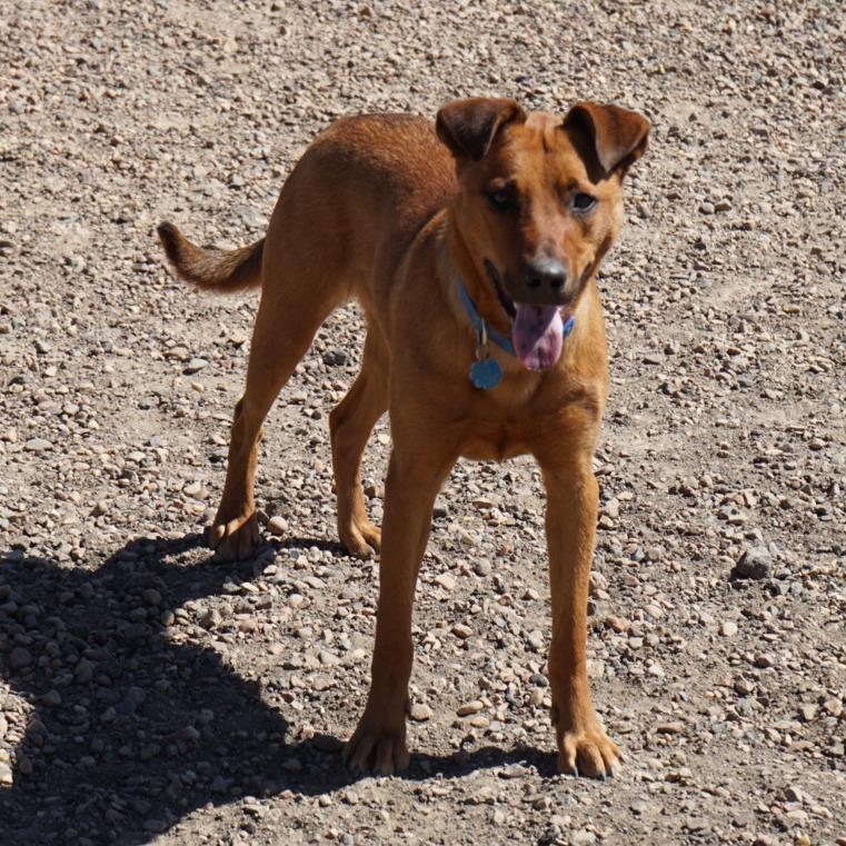 Enlarge Daxo, a Adoptable mixed breed in Show Low, AZ image 3/3