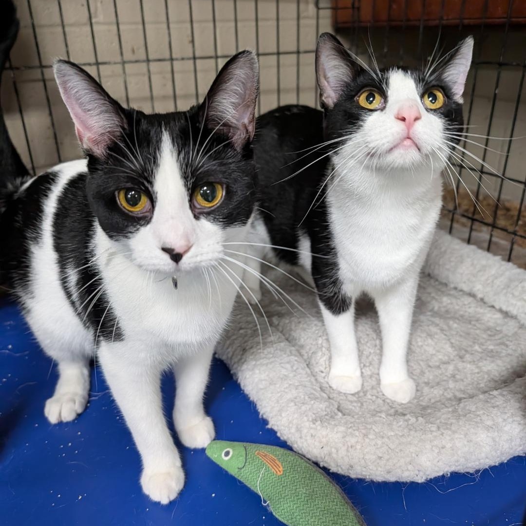 Smidge - Bonded Pair, adopted, Young Female Tuxedo.