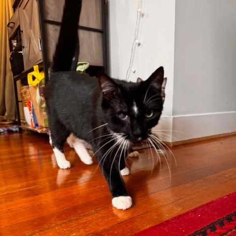T&K: Trevor, Adoptable, Young Male Domestic Short Hair.