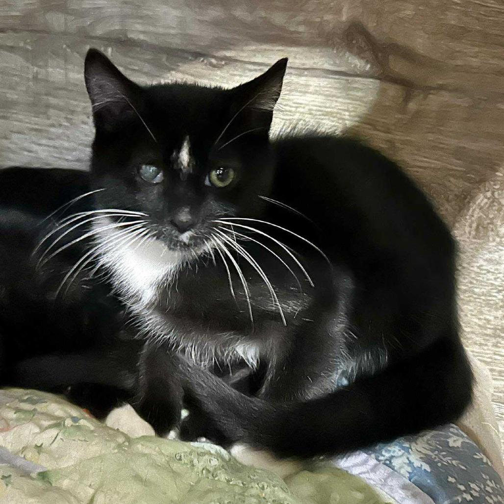 T&K: Trevor, a Adoptable Domestic Short Hair in Falls Church, VA image 2/6