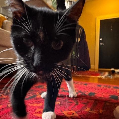 T&K: Trevor, a Adoptable Domestic Short Hair in Falls Church, VA image 3/6