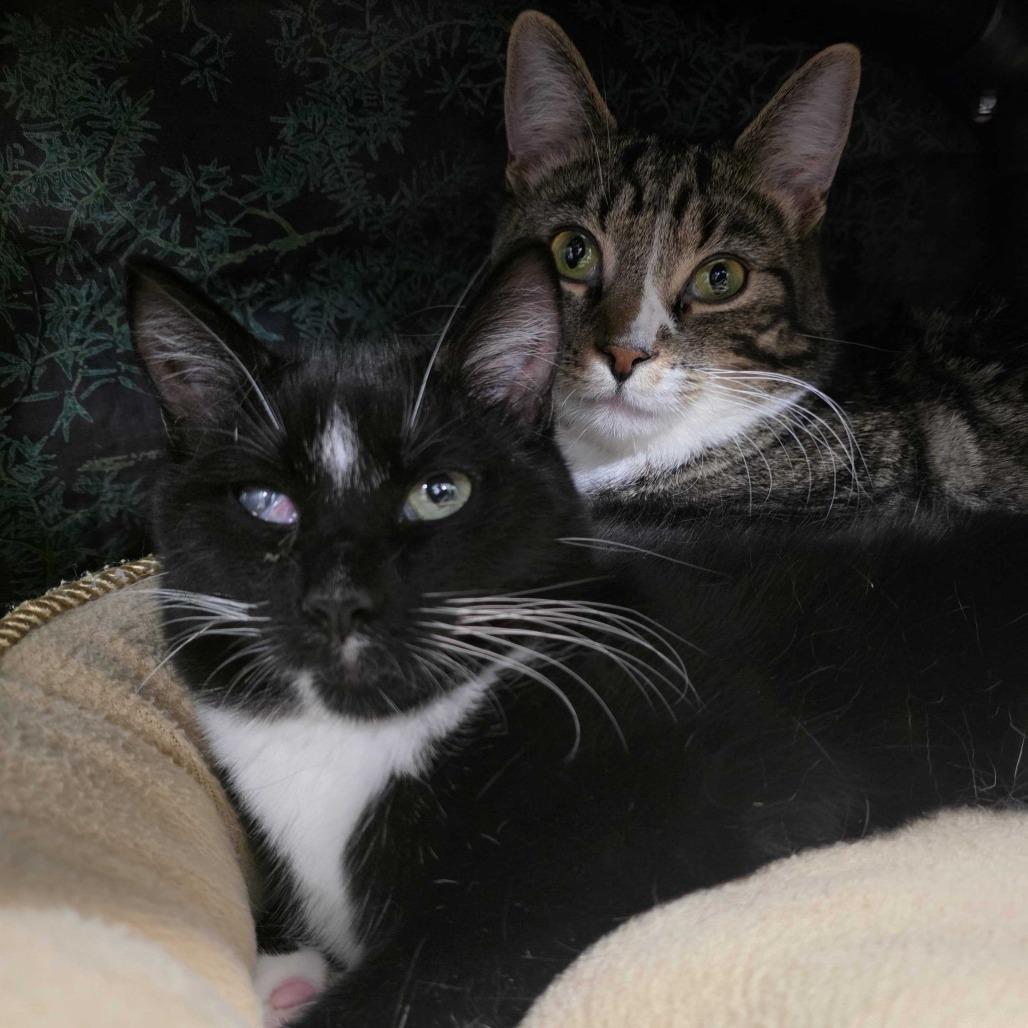 T&K: Trevor, a Adoptable Domestic Short Hair in Falls Church, VA image 4/6