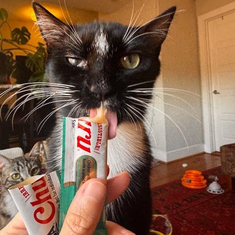 T&K: Trevor, a Adoptable Domestic Short Hair in Falls Church, VA image 5/6