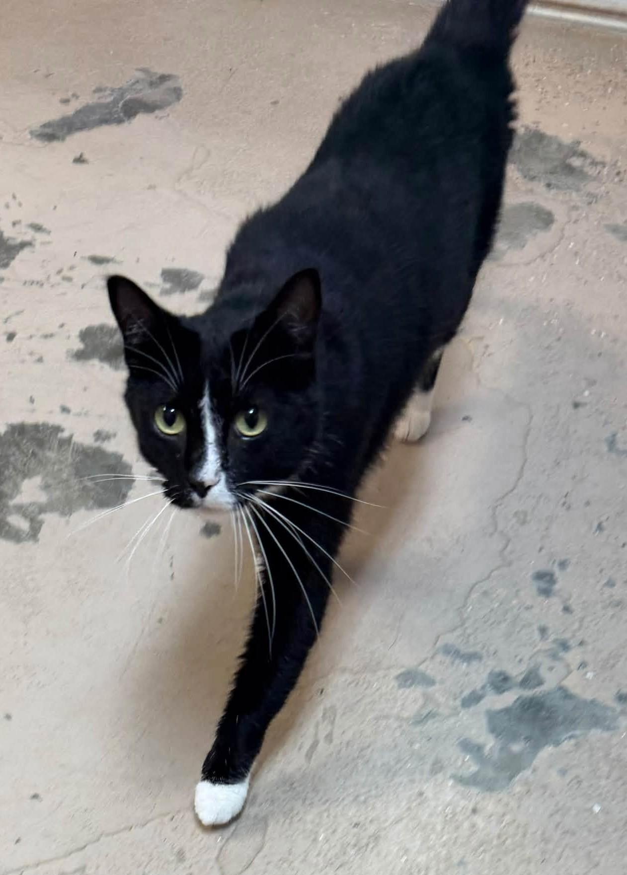 Enlarge Jackson, a Adoptable Tuxedo in Carthage, IL image 2/5