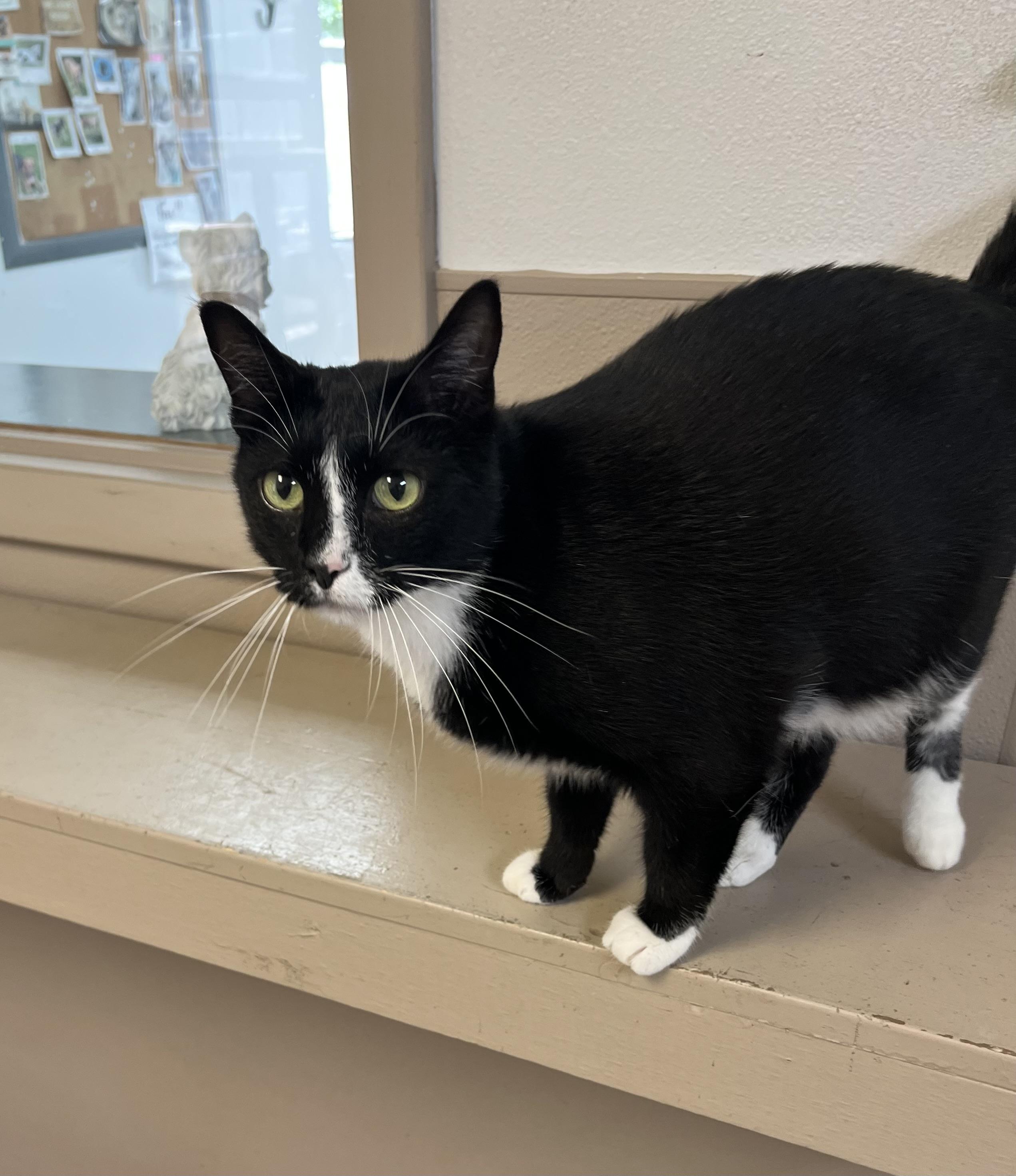 Jackson, Adoptable, Adult Male Tuxedo.
