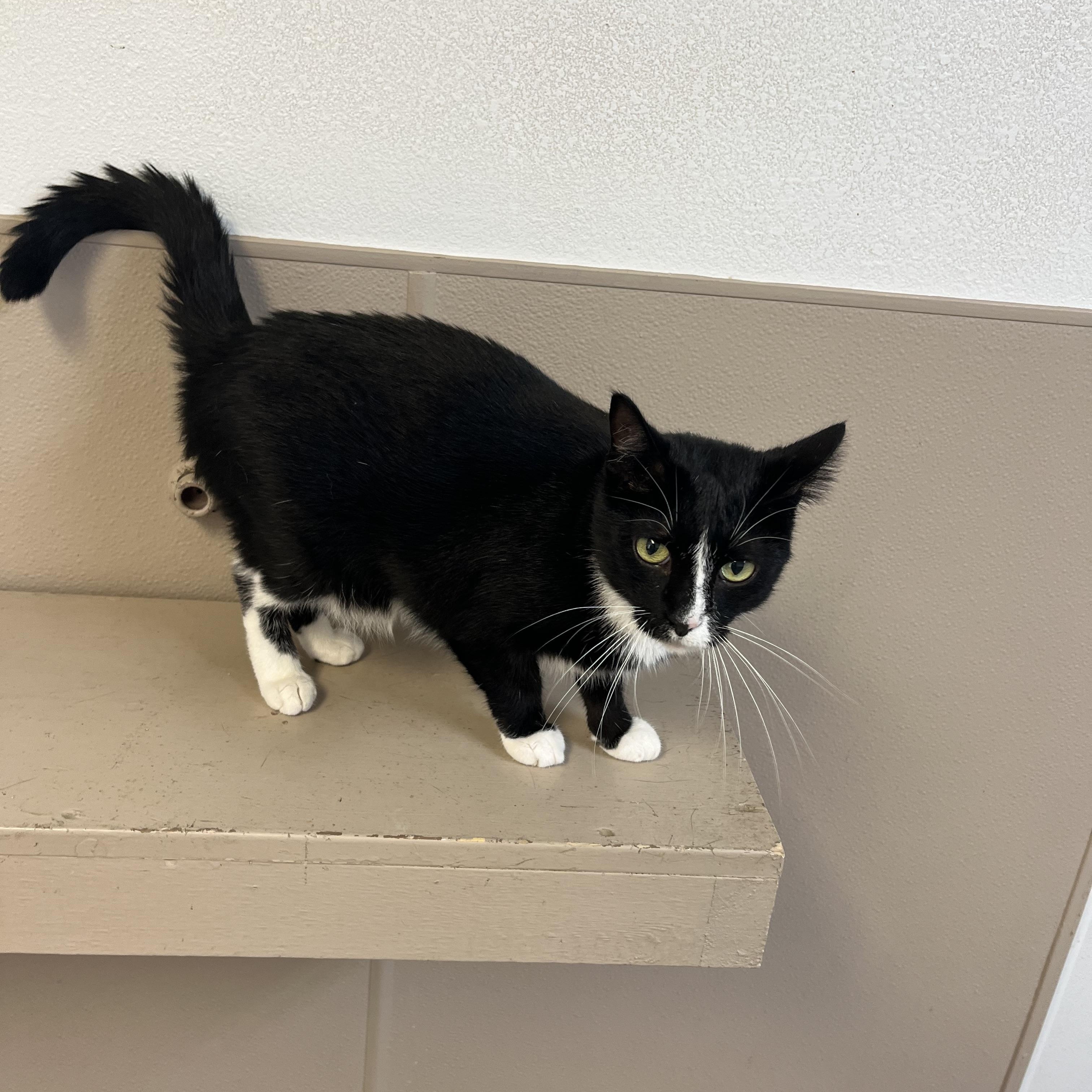 Enlarge Jackson, a Adoptable Tuxedo in Carthage, IL image 3/5