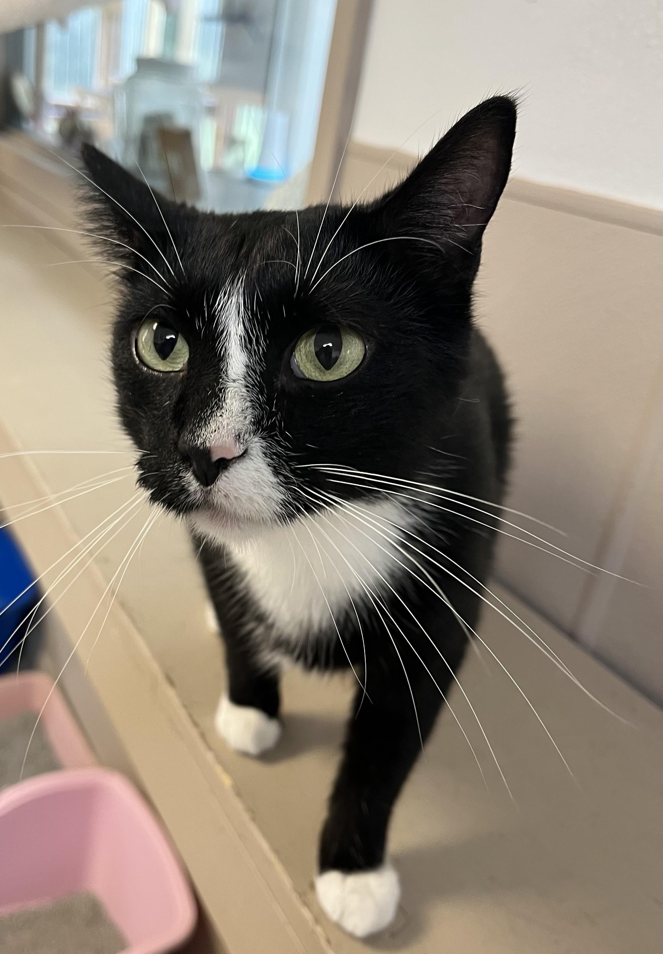 Enlarge Jackson, a Adoptable Tuxedo in Carthage, IL image 5/5