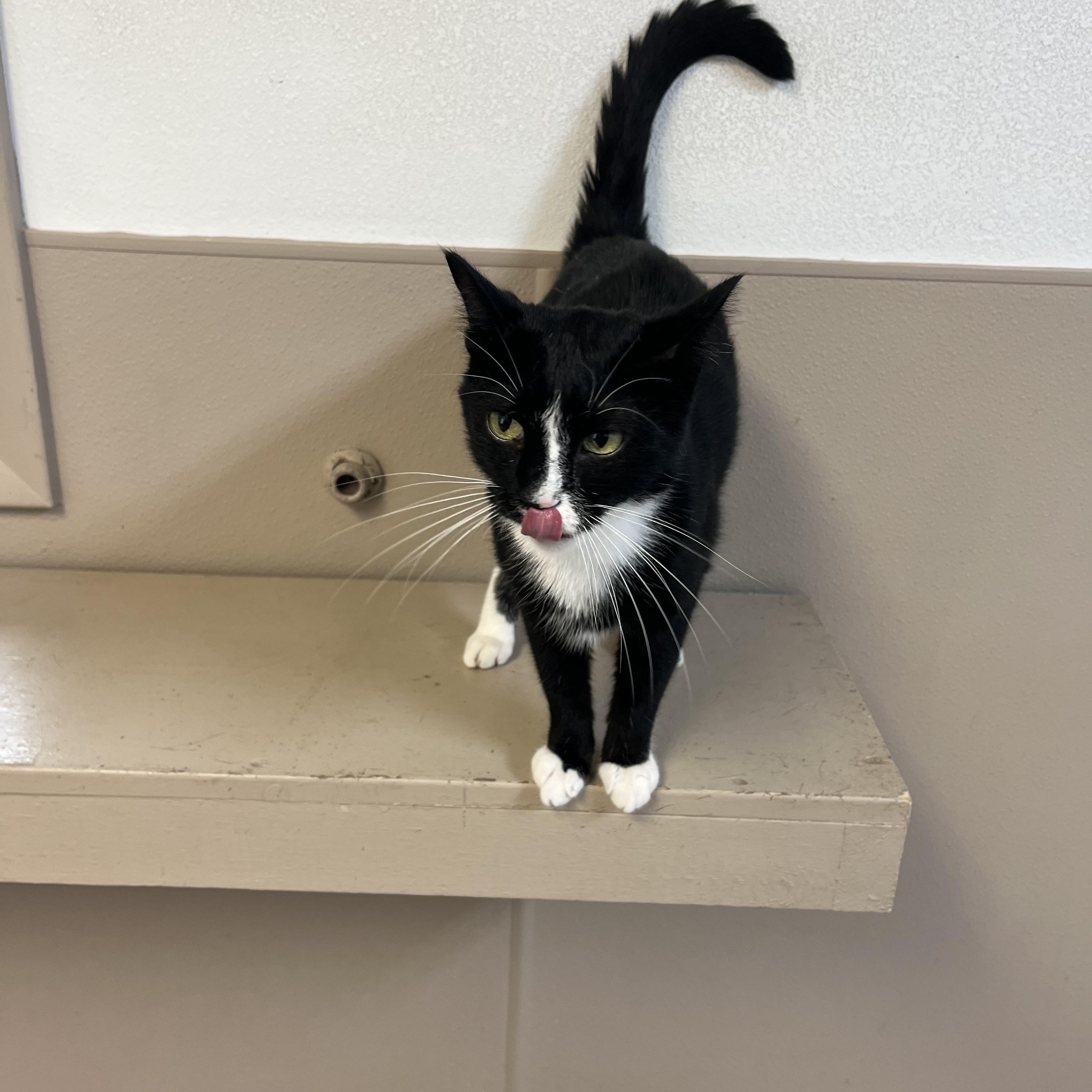 Enlarge Jackson, a Adoptable Tuxedo in Carthage, IL image 4/5