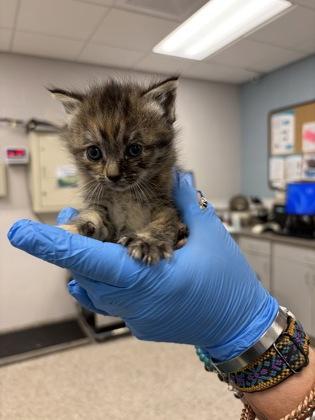 Enlarge Mothwing, a Adoptable mixed breed in Gastonia, NC image 1/1